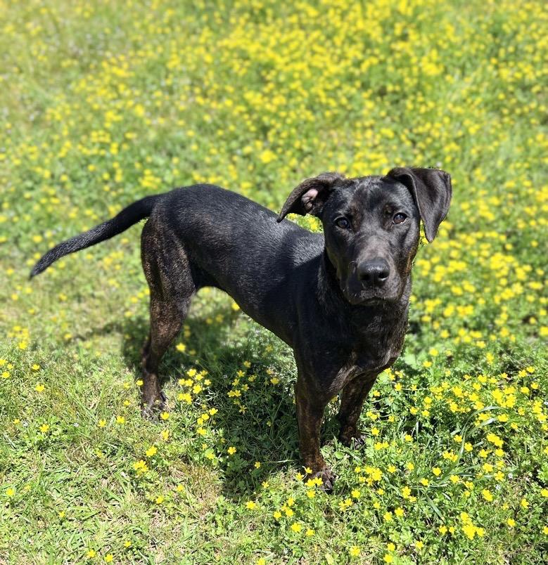 Ritz, Adoptable, Young Female Labrador Retriever.