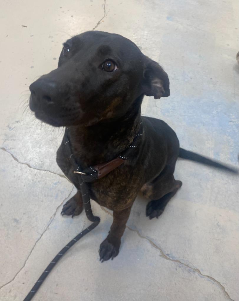 Enlarge Ritz, a Adoptable Labrador Retriever in Bryant, AR image 2/2