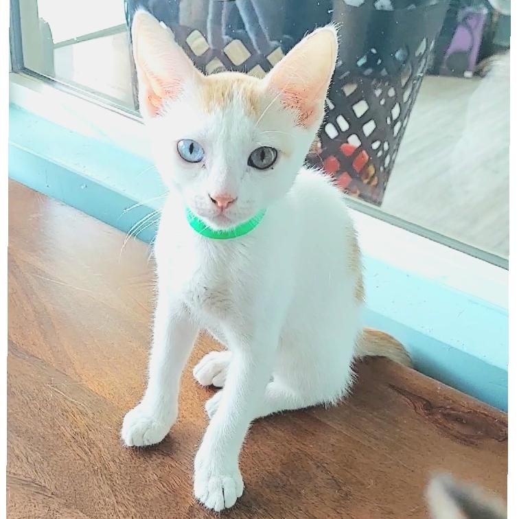 Anna, a Adopted Domestic Short Hair in Aiea, HI image 4/4