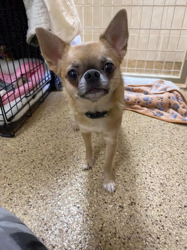 Blueberry, adopted, Adult Female Chihuahua.
