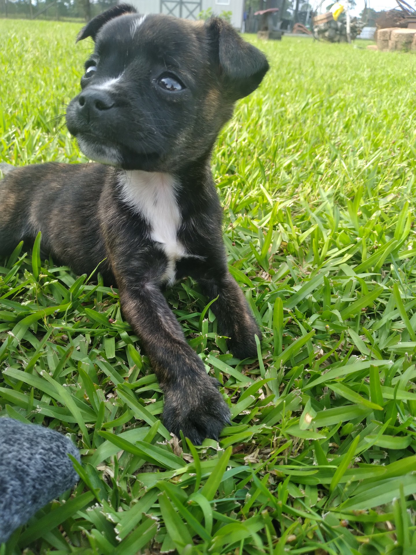 Stubbs, a Adopted mixed breed in Ville platte, LA image 4/5