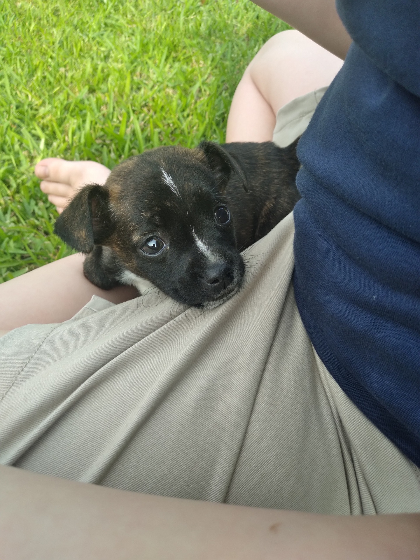 Stubbs, a Adopted mixed breed in Ville platte, LA image 5/5