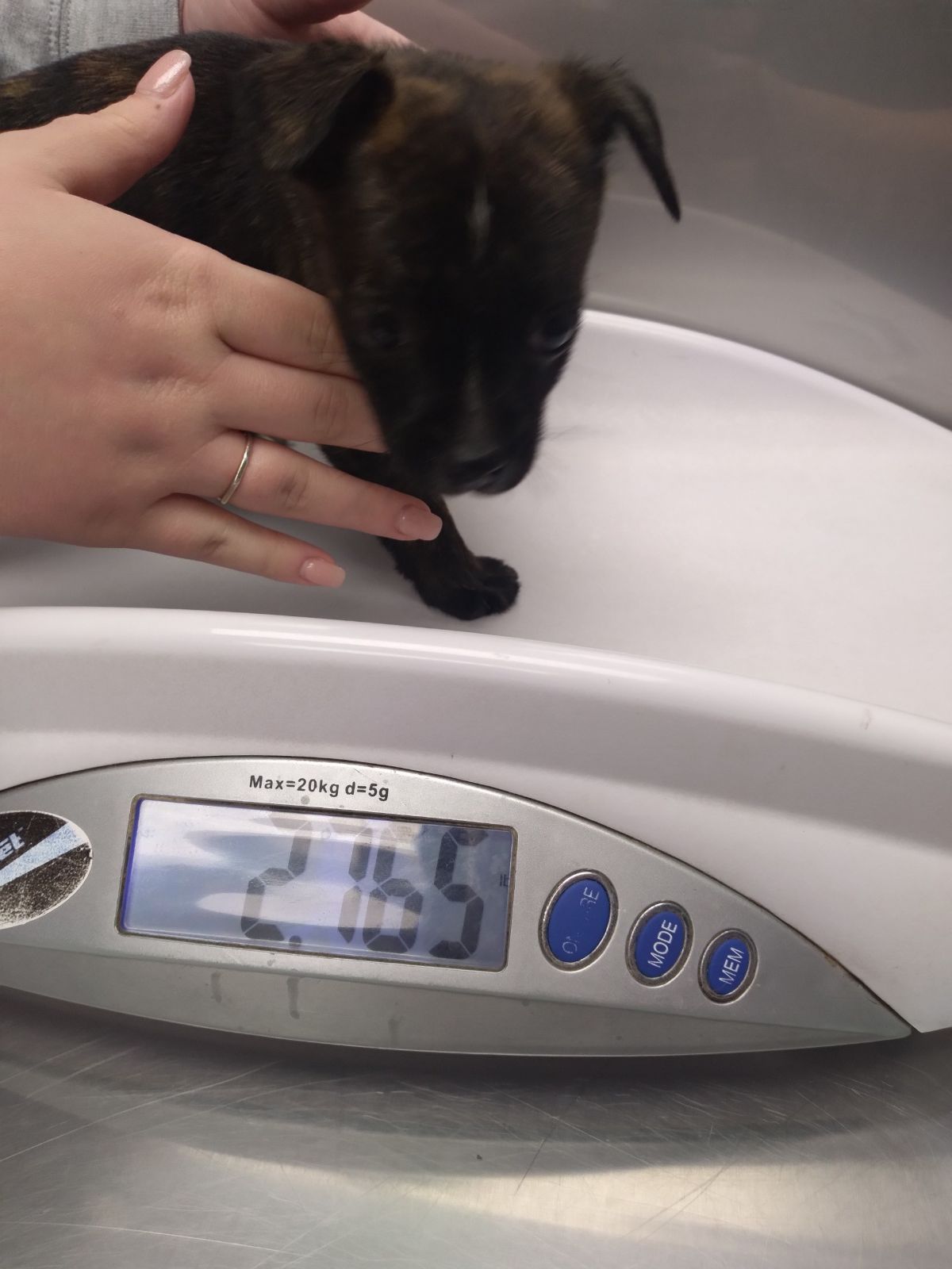 Stubbs, a Adopted mixed breed in Ville platte, LA image 1/5