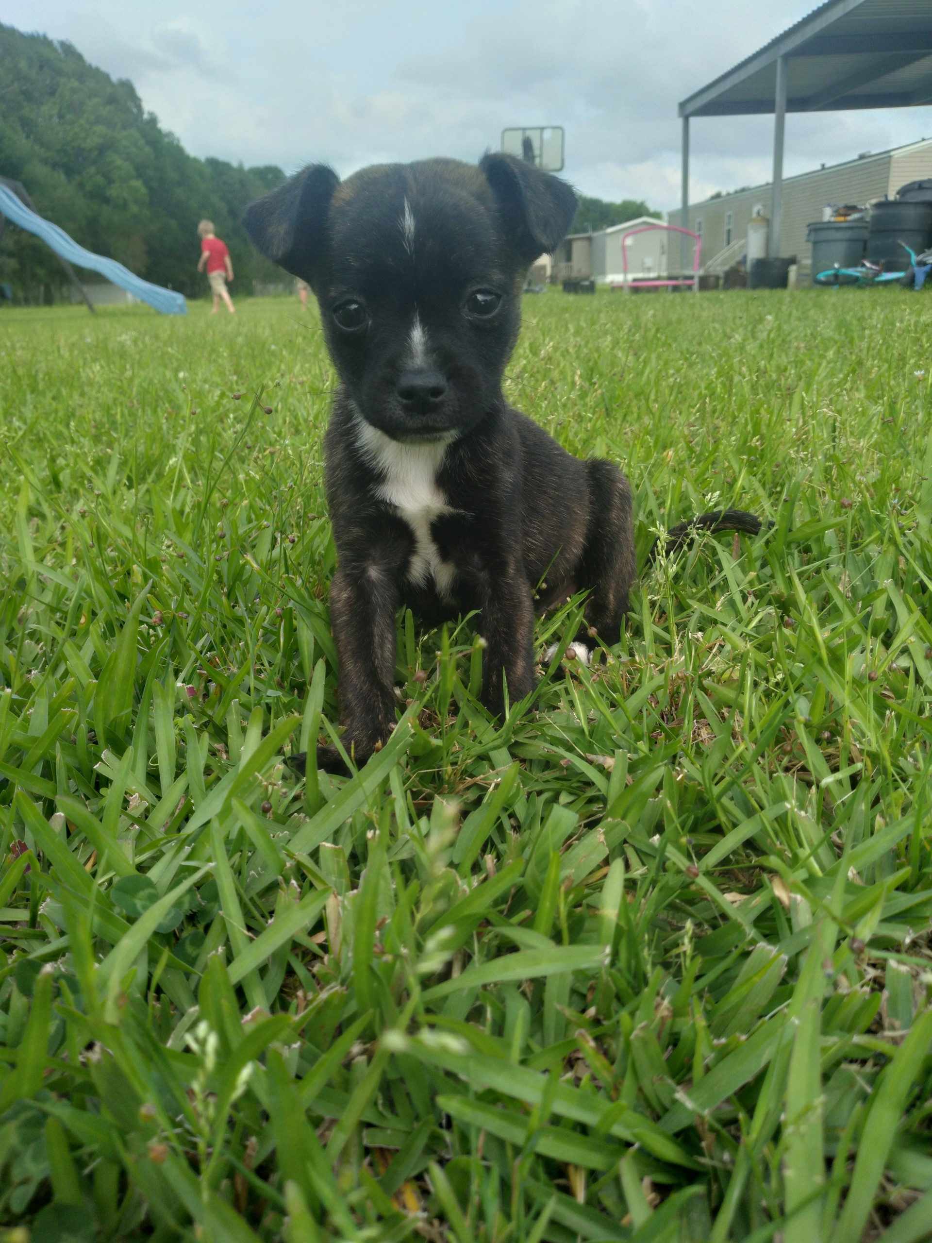 Stubbs, a Adopted mixed breed in Ville platte, LA image 2/5