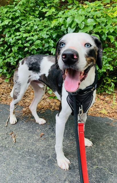 Enlarge Bearon, a Adoptable Great Dane in Alpharetta, GA image 3/3