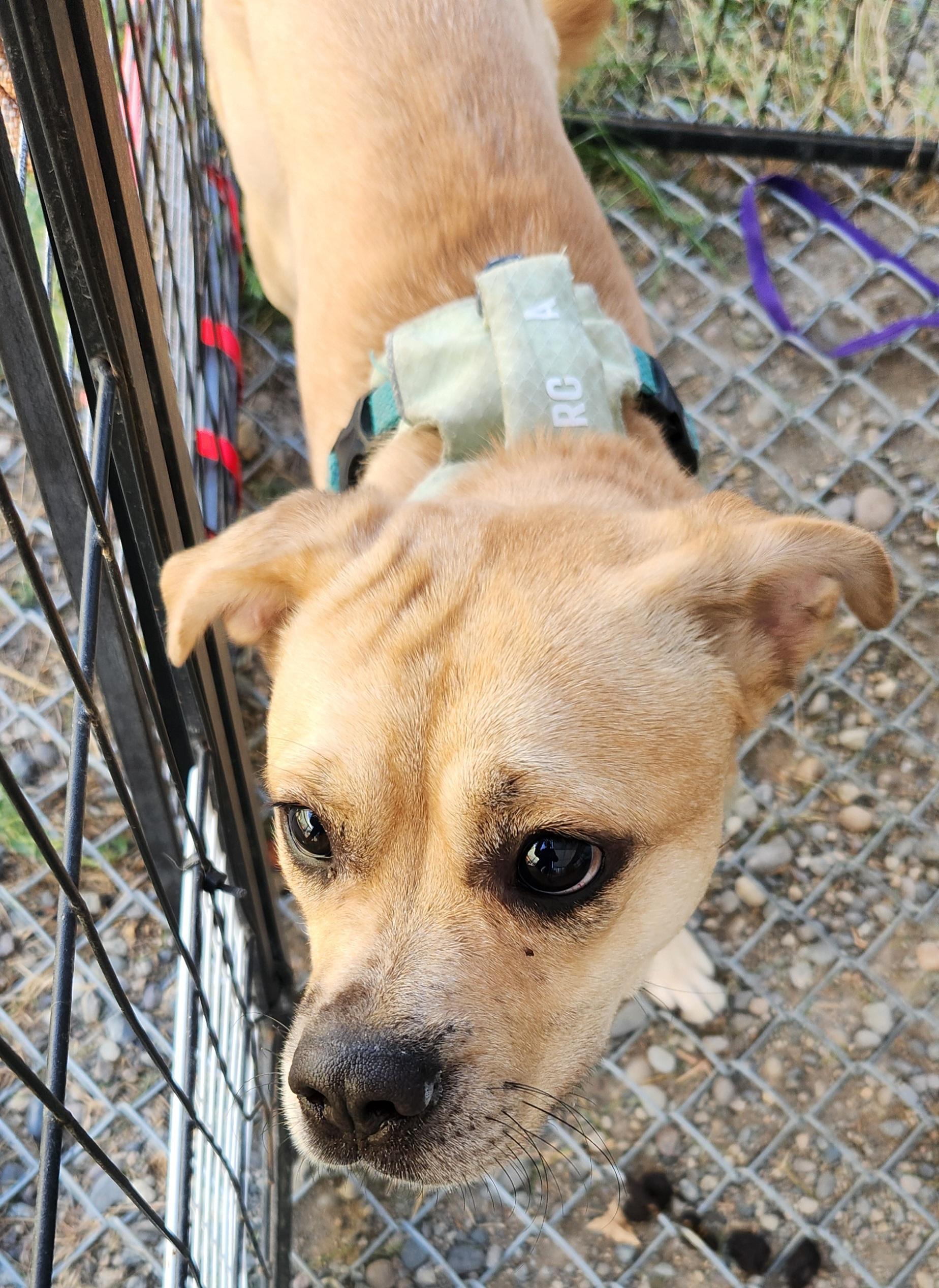 Hazel, adopted, Adult Female Pug.