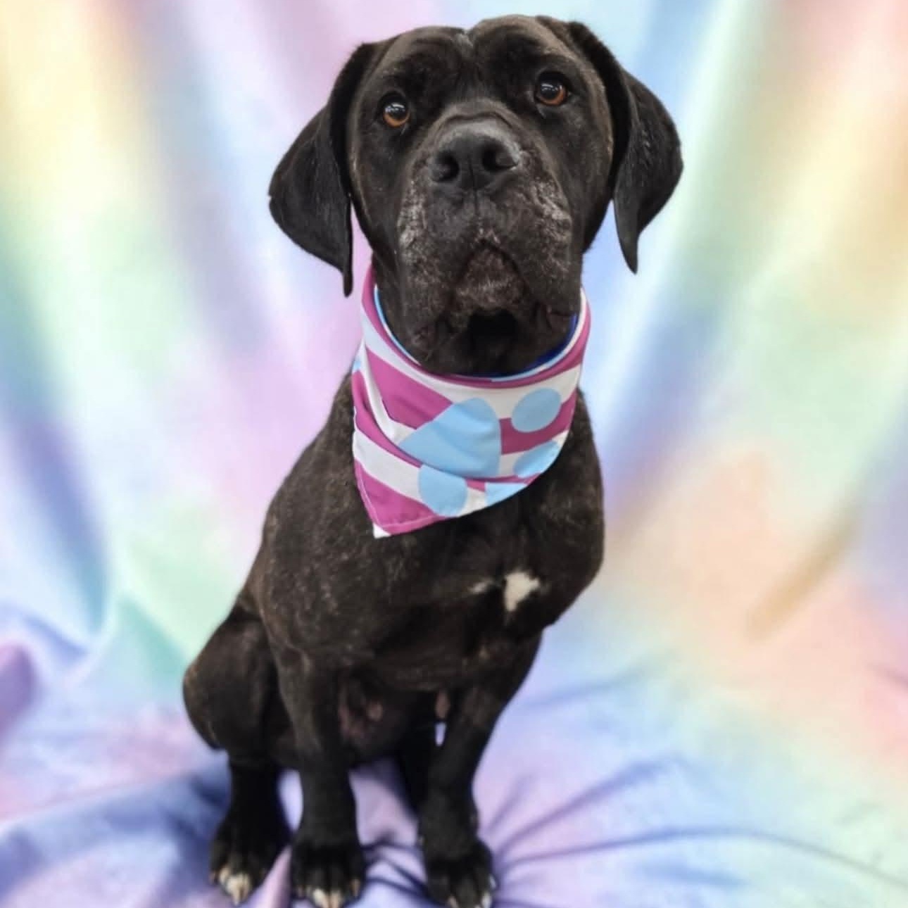Enlarge Celeste, a Adoptable Cane Corso in Warren, OH image 1/1