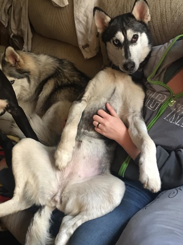 Moana, Adoptable, Adult Female Siberian Husky.