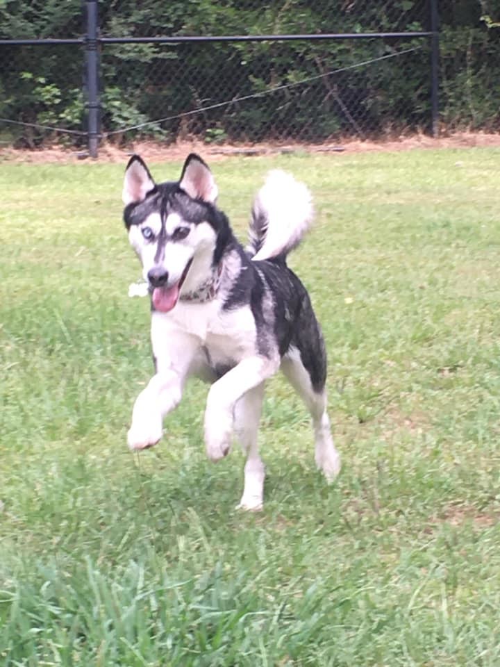 Moana, a Adoptable Siberian Husky in Sugar Land, TX image 2/12