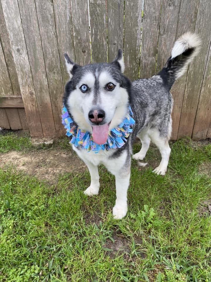 Moana, a Adoptable Siberian Husky in Sugar Land, TX image 4/12