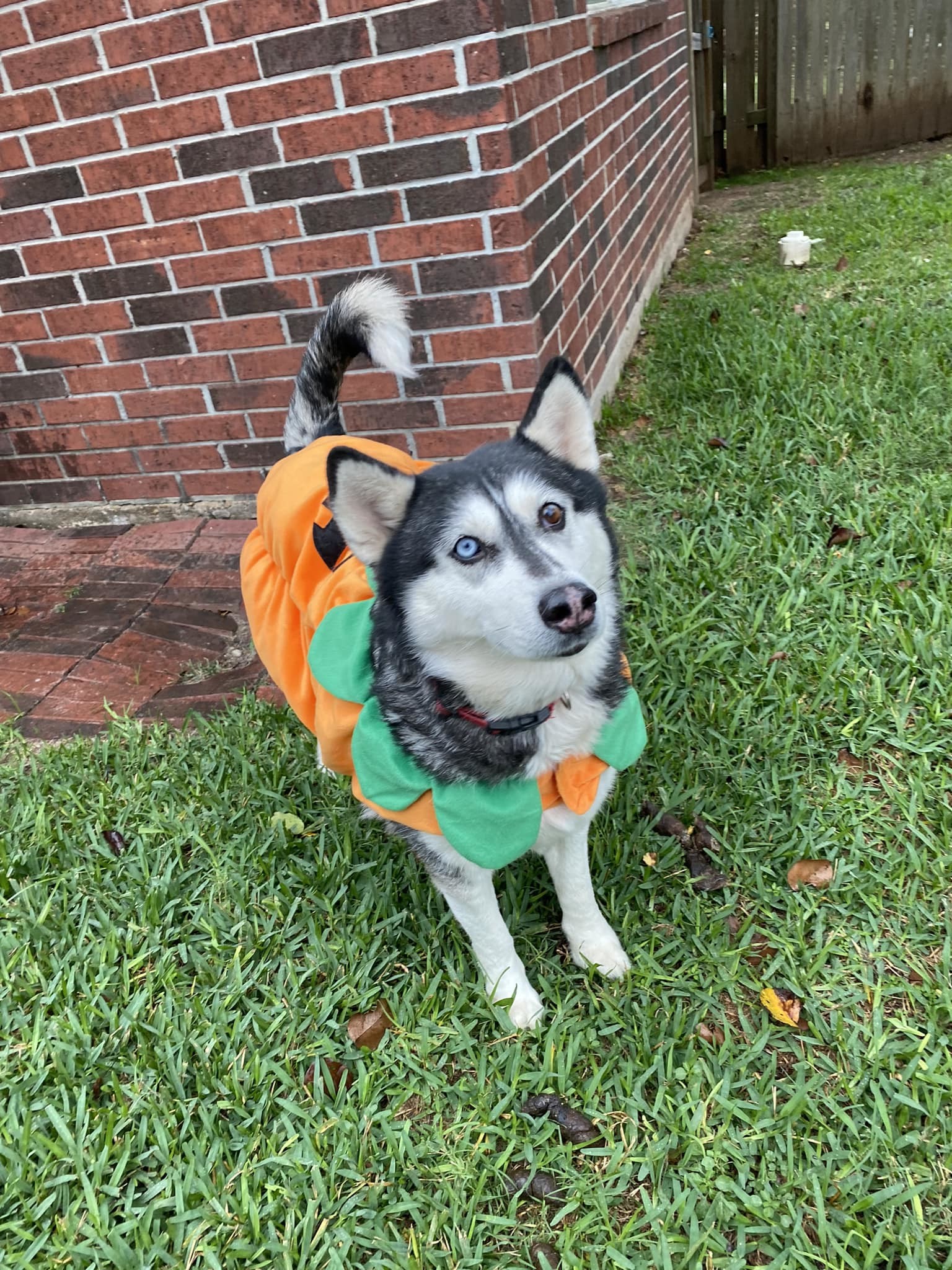 Moana, a Adoptable Siberian Husky in Sugar Land, TX image 5/12