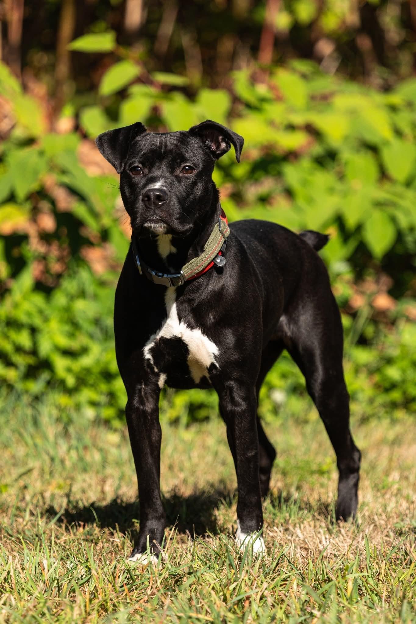 Penelope, Adoptable, Adult Female Mixed Breed.