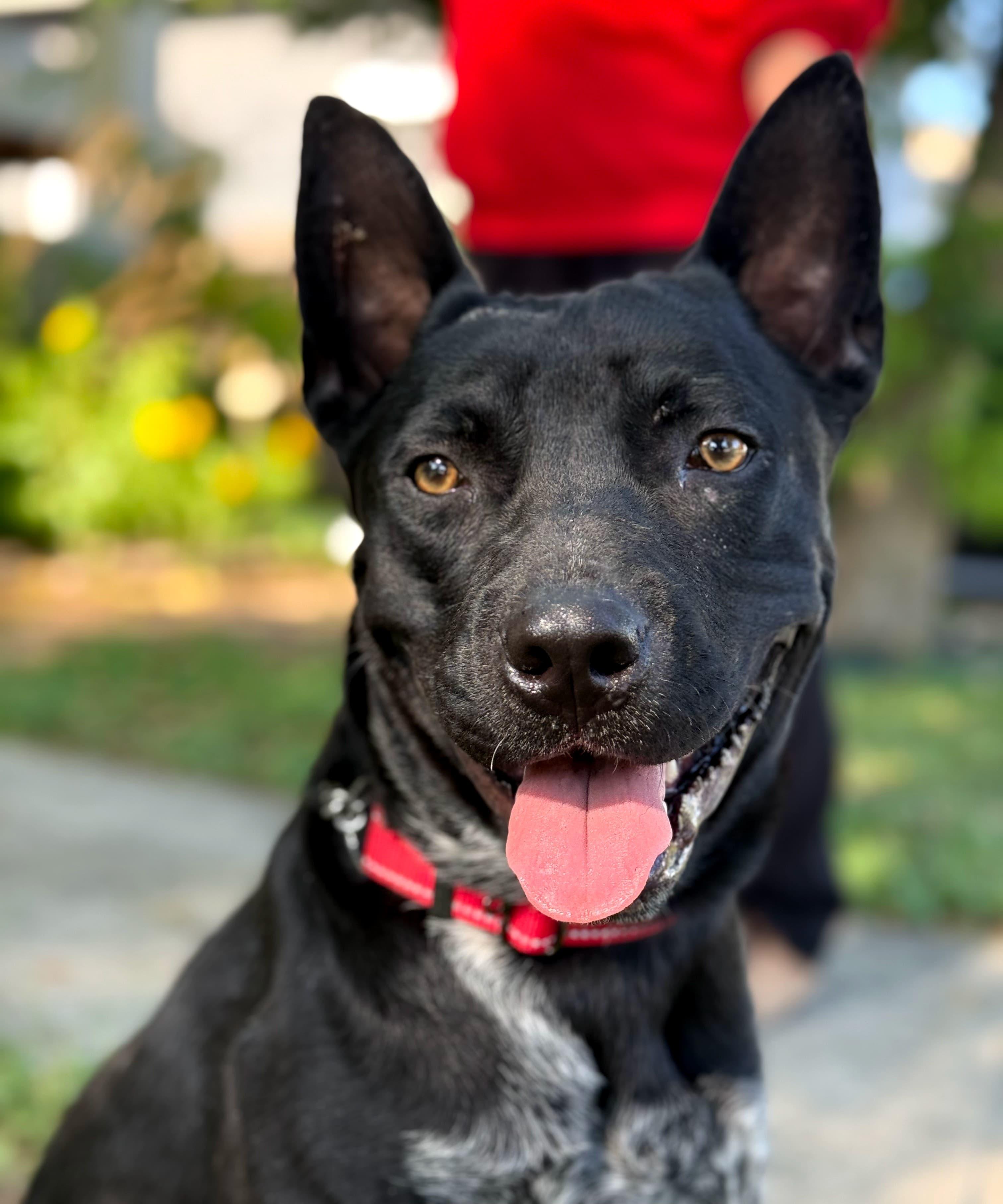 Jax, Young Male unknown