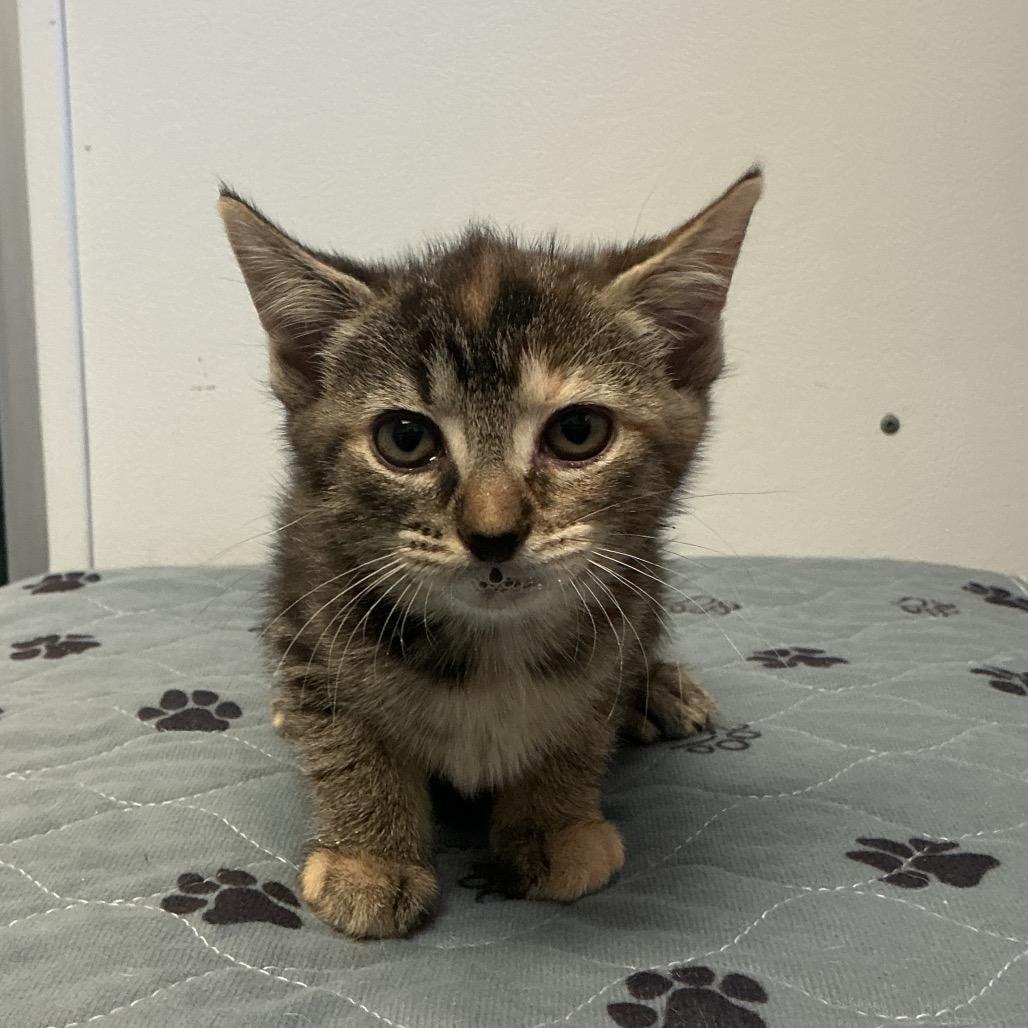 Quinn, Adoptable, Kitten Female Domestic Short Hair.