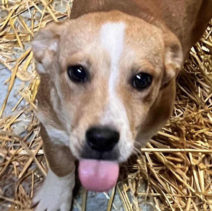 Zuma - Local pup, an adopted mixed breed in Andover, MA image 4/6