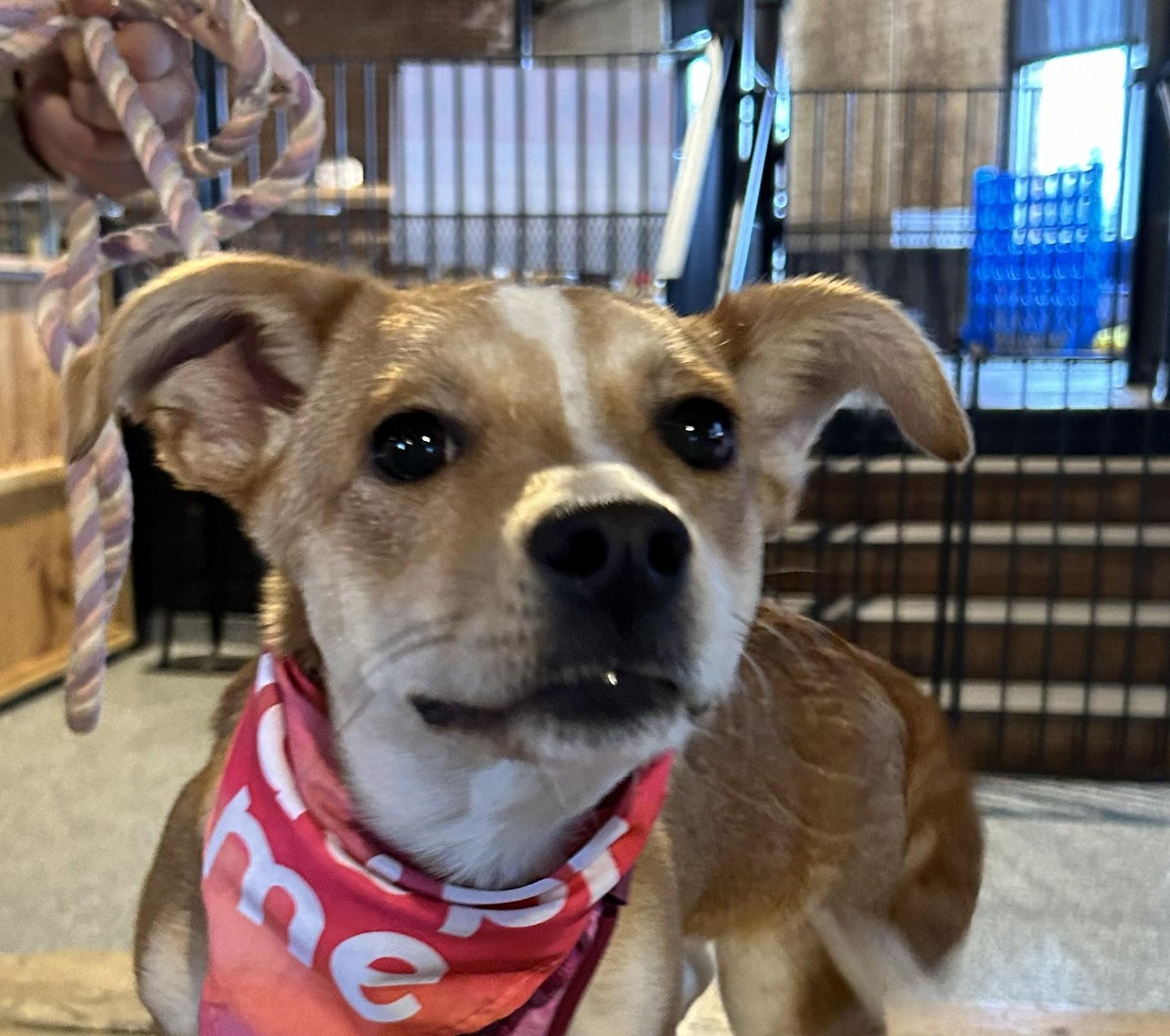 Zuma - Local pup, an adopted mixed breed in Andover, MA image 1/6