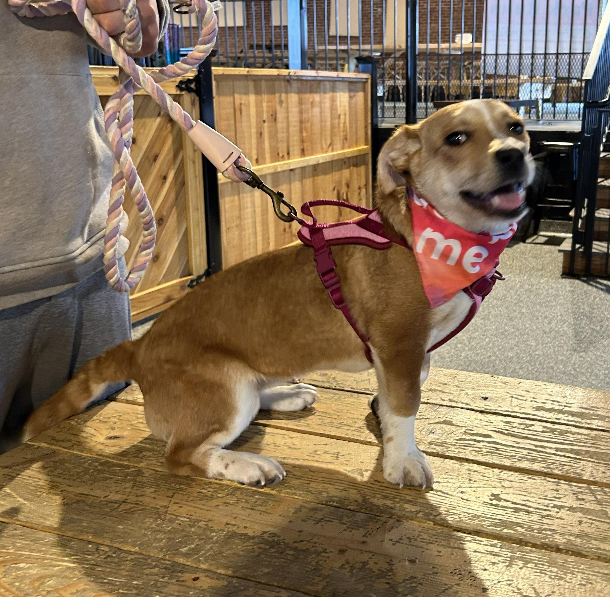 Zuma - Local pup, an adopted mixed breed in Andover, MA image 2/6