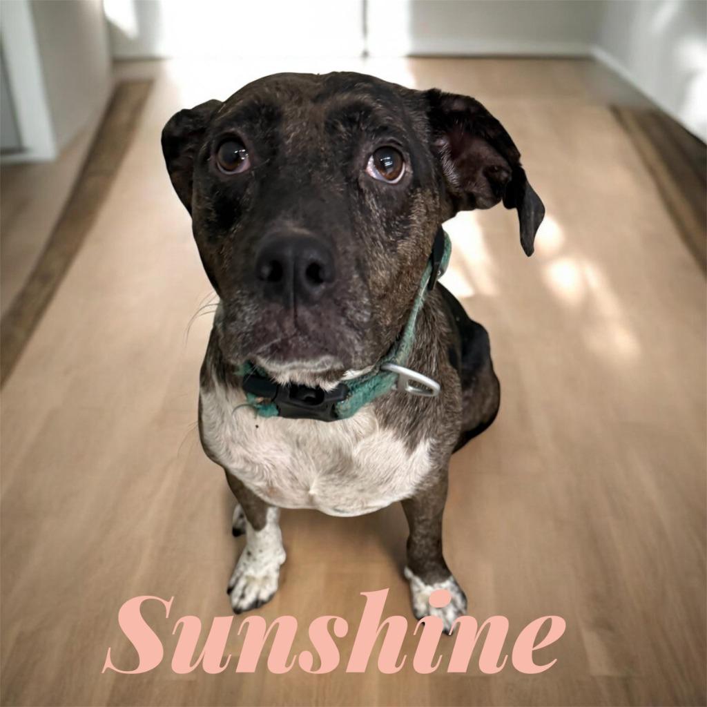 Enlarge Sunshine, a Adoptable Pit Bull Terrier in Camden, TN image 1/1