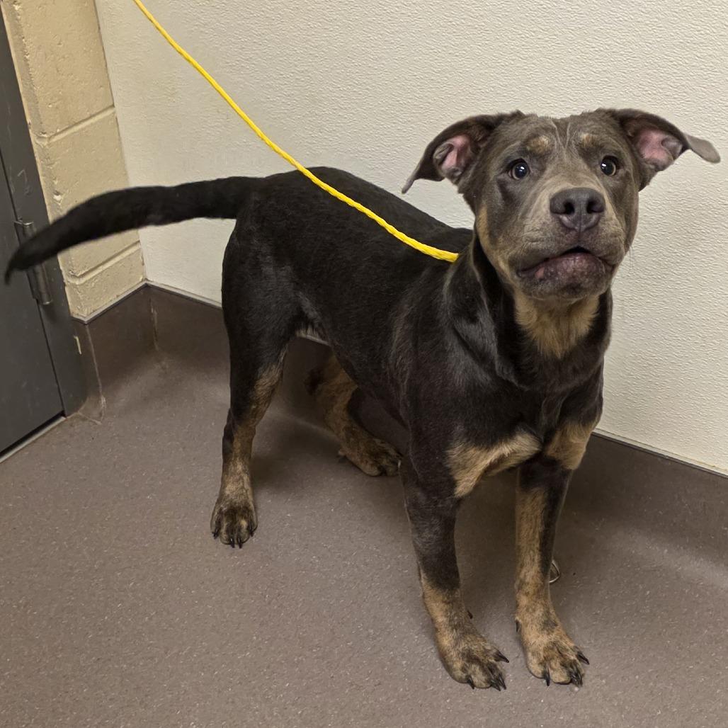 Enlarge Olaf, a Adoptable mixed breed in Norman, OK image 1/6