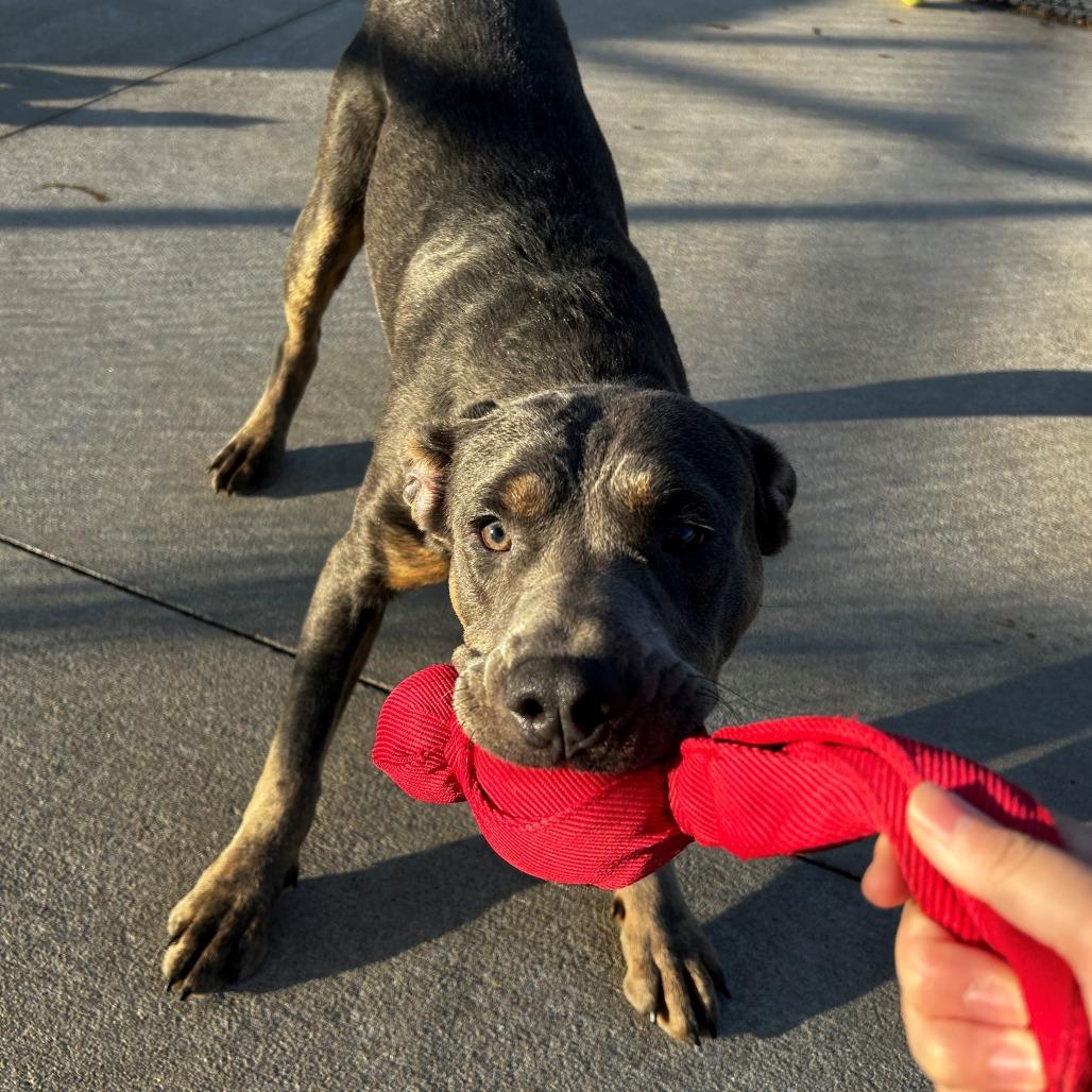 Enlarge Olaf, a Adoptable mixed breed in Norman, OK image 3/6