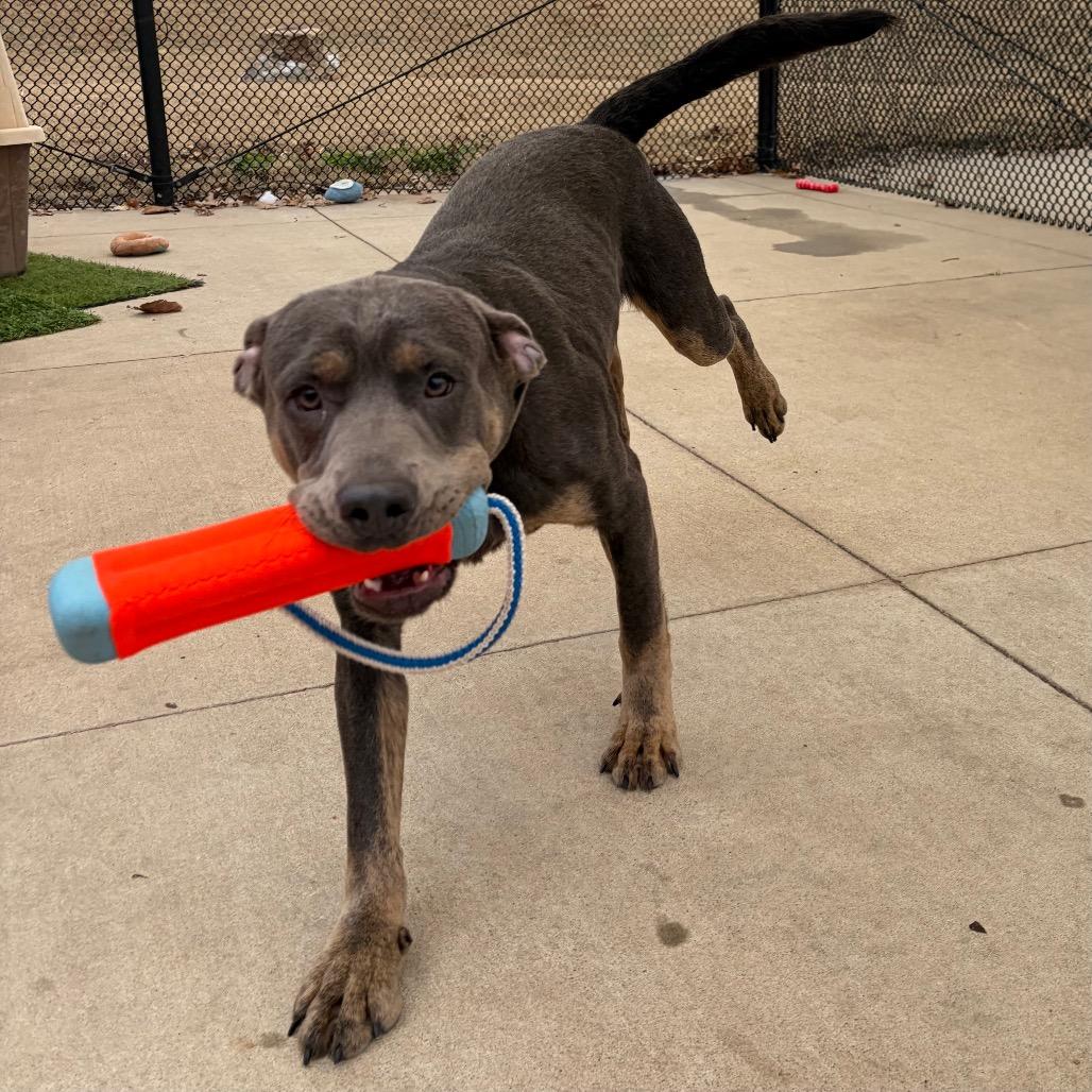 Enlarge Olaf, a Adoptable mixed breed in Norman, OK image 4/6