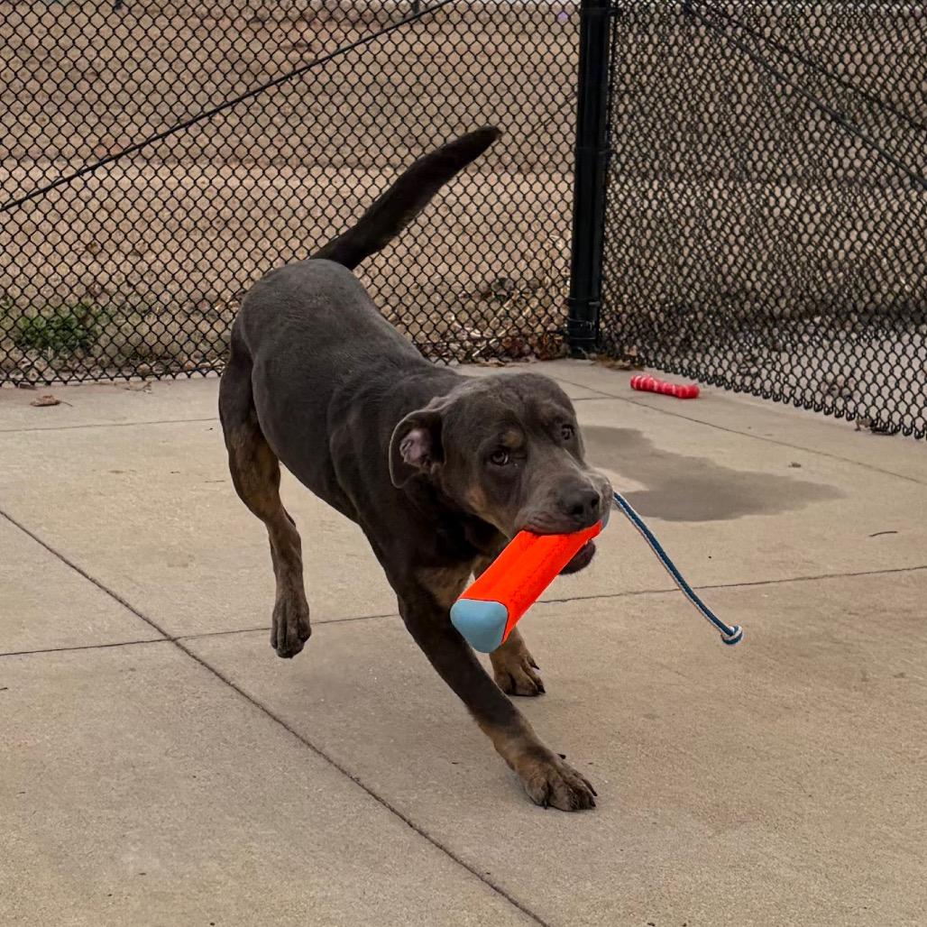 Enlarge Olaf, a Adoptable mixed breed in Norman, OK image 5/6