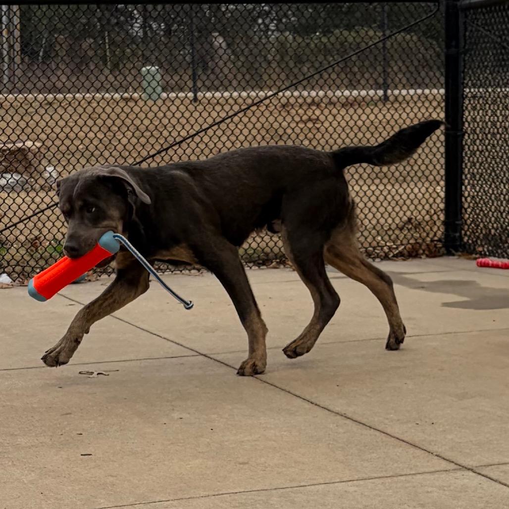Enlarge Olaf, a Adoptable mixed breed in Norman, OK image 6/6
