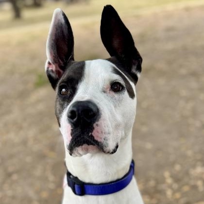 Enlarge Rooster, a ADOPTABLE Great Dane in Santa Cruz, CA image 1/6