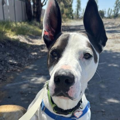 Enlarge Rooster, a ADOPTABLE Great Dane in Santa Cruz, CA image 3/6