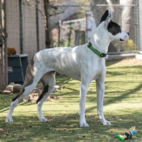 Enlarge Rooster, a ADOPTABLE Great Dane in Santa Cruz, CA image 2/6