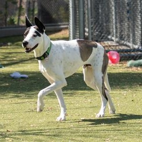 Enlarge Rooster, a ADOPTABLE Great Dane in Santa Cruz, CA image 5/6