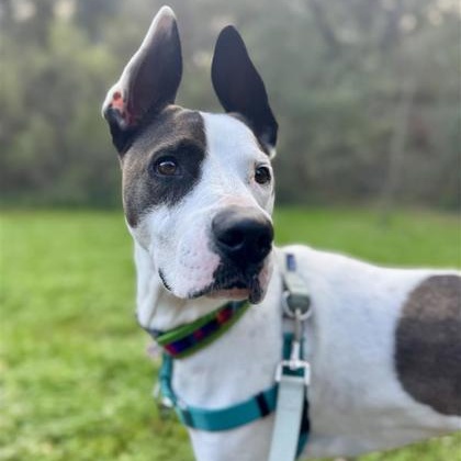 Enlarge Rooster, a ADOPTABLE Great Dane in Santa Cruz, CA image 6/6