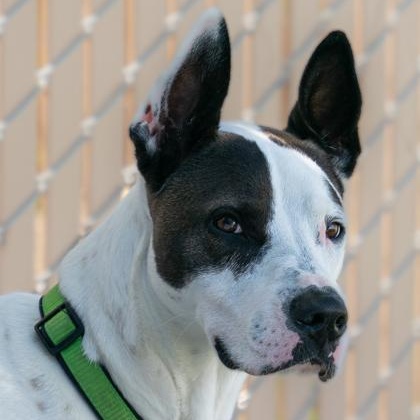 Enlarge Rooster, a ADOPTABLE Great Dane in Santa Cruz, CA image 4/6