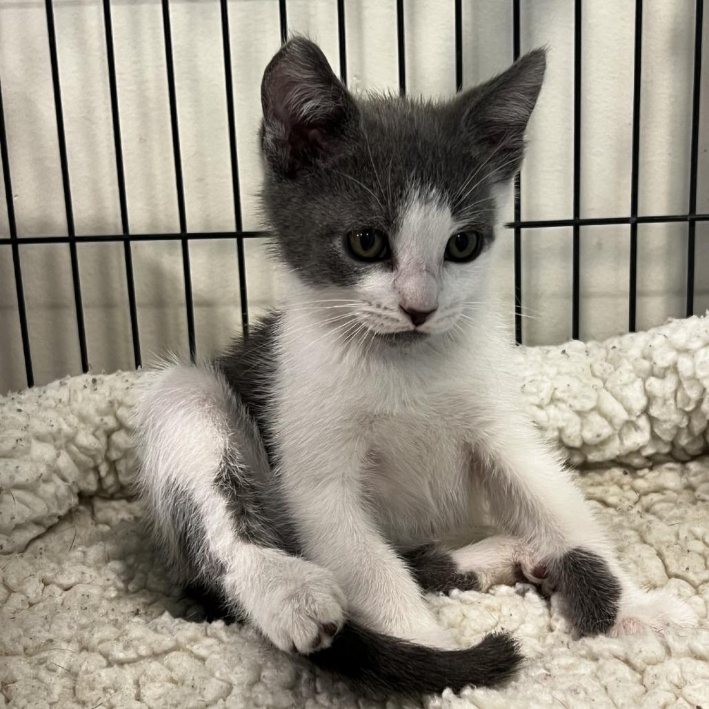 Enlarge Leroy, a Adoptable Domestic Short Hair in Port Townsend, WA image 1/1