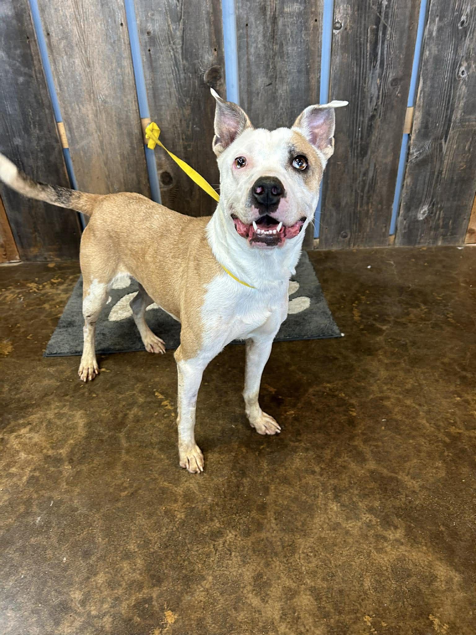 HELEN   $425, adoptable, Adult Female Mixed Breed.