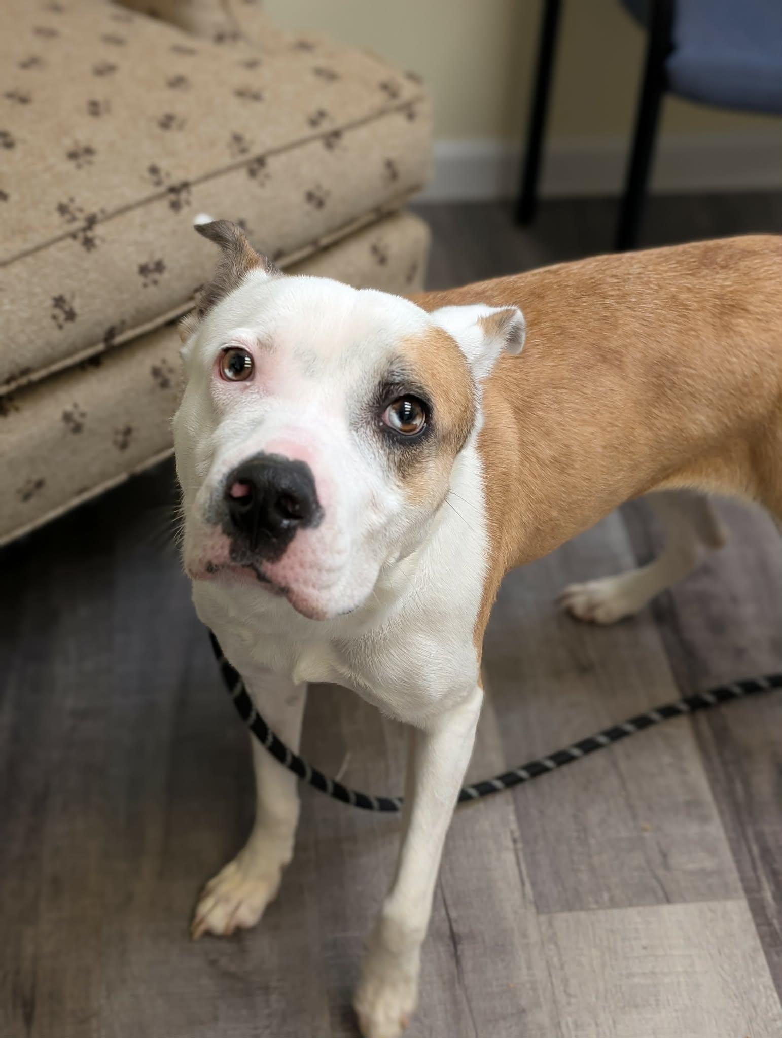 Enlarge HELEN   $425, an adoptable mixed breed in Milwaukee, WI image 6/6