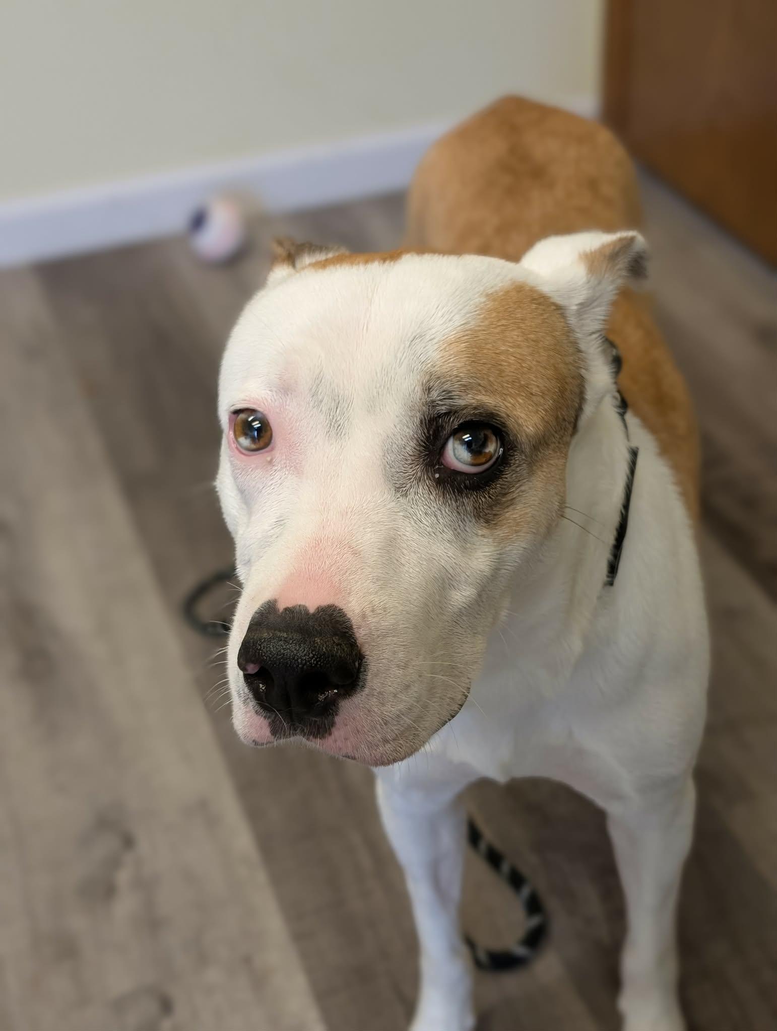 Enlarge HELEN   $425, an adoptable mixed breed in Milwaukee, WI image 5/6