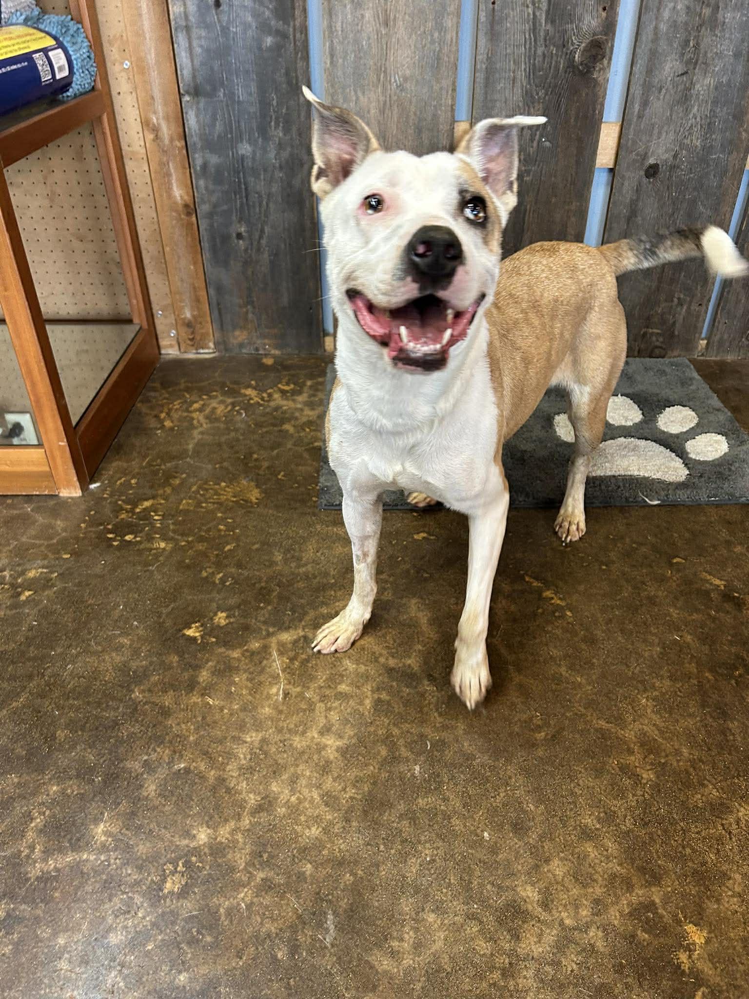 Enlarge HELEN   $425, a hold mixed breed in Milwaukee, WI image 2/4