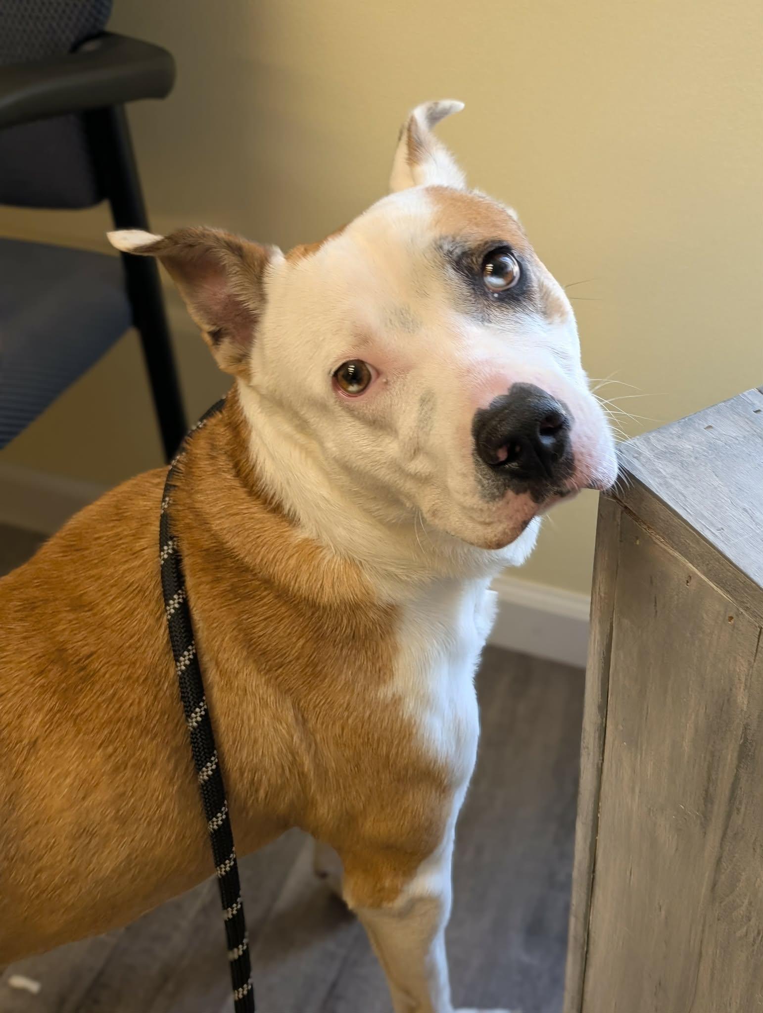 HELEN   $425, adoptable, Adult Female Mixed Breed.