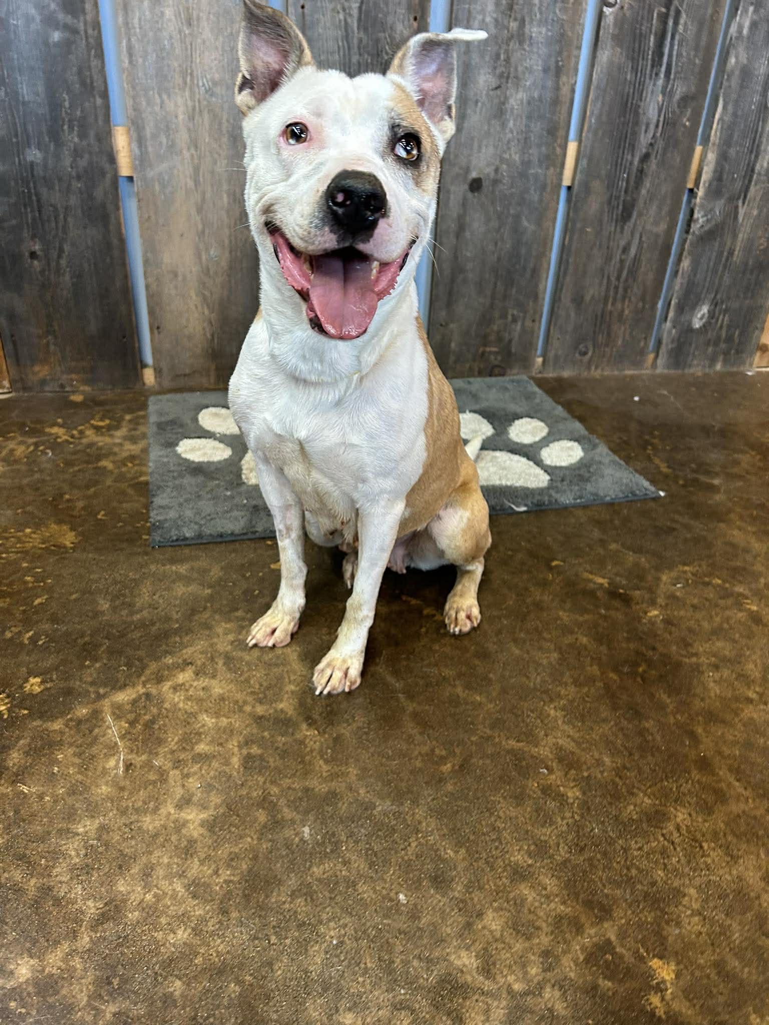 Enlarge HELEN   $425, a hold mixed breed in Milwaukee, WI image 3/4