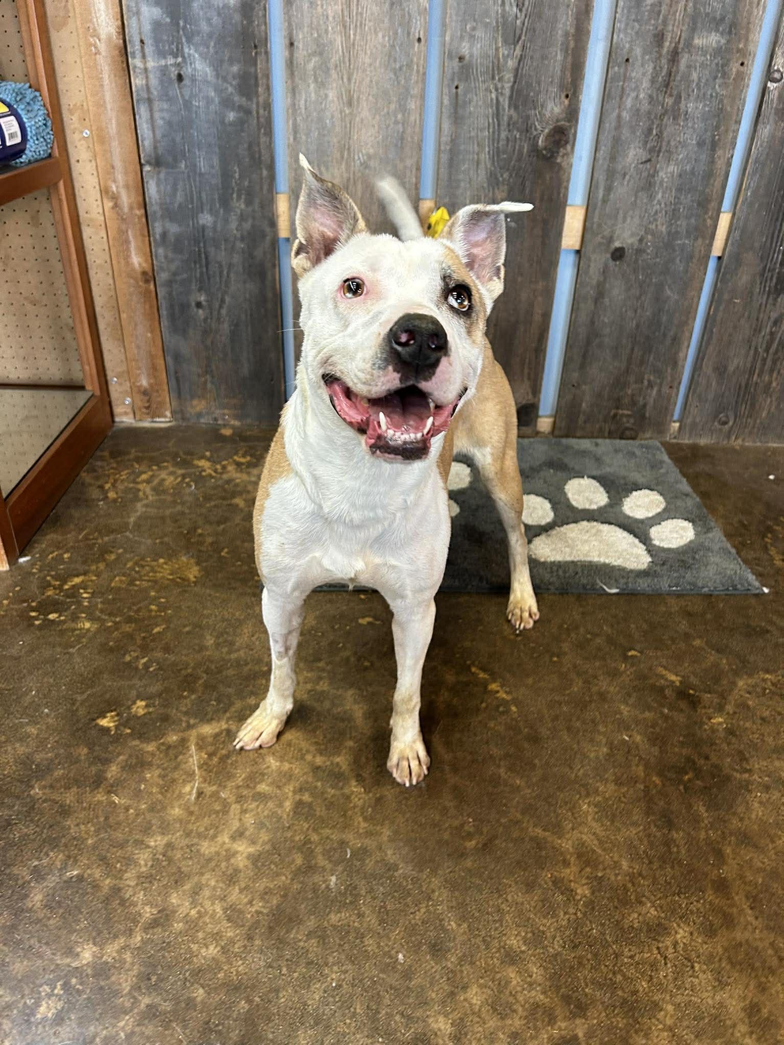 Enlarge HELEN   $425, a hold mixed breed in Milwaukee, WI image 4/4