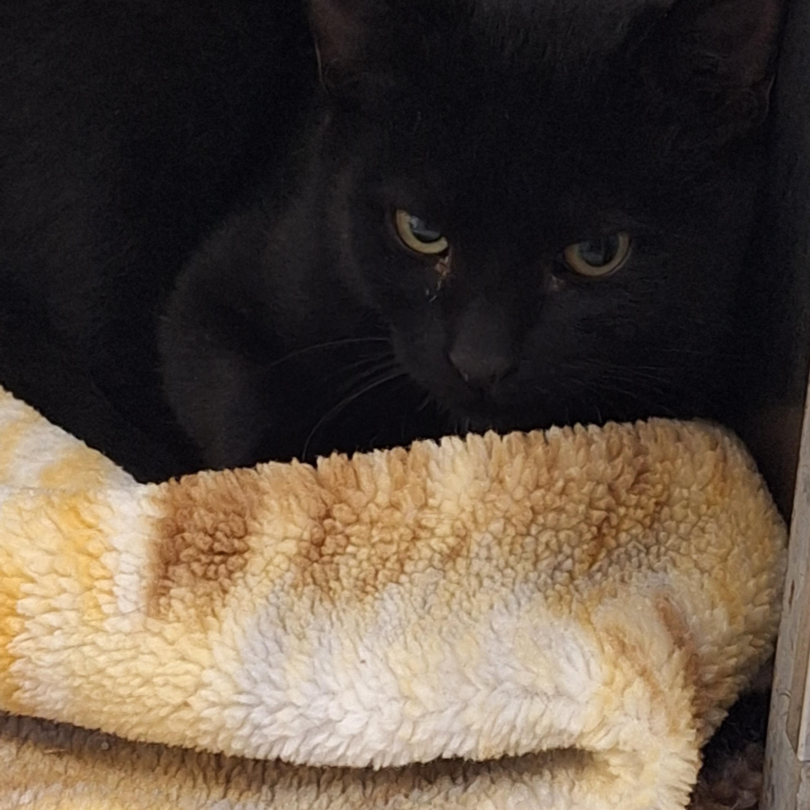 Grim, Adoptable, Young Male Domestic Short Hair.