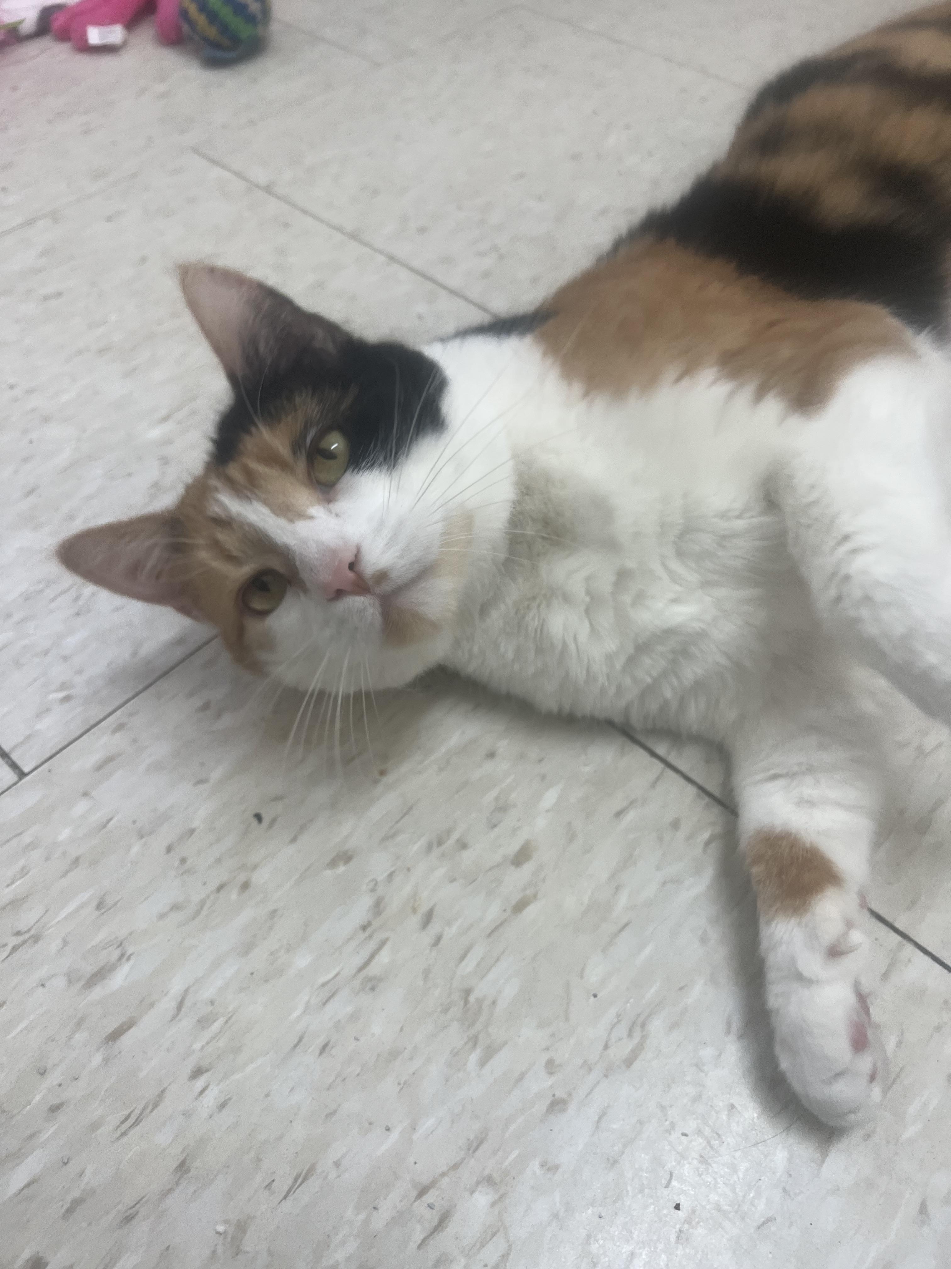 Enlarge Mustang, an adopted Calico in Salem, NH image 2/5