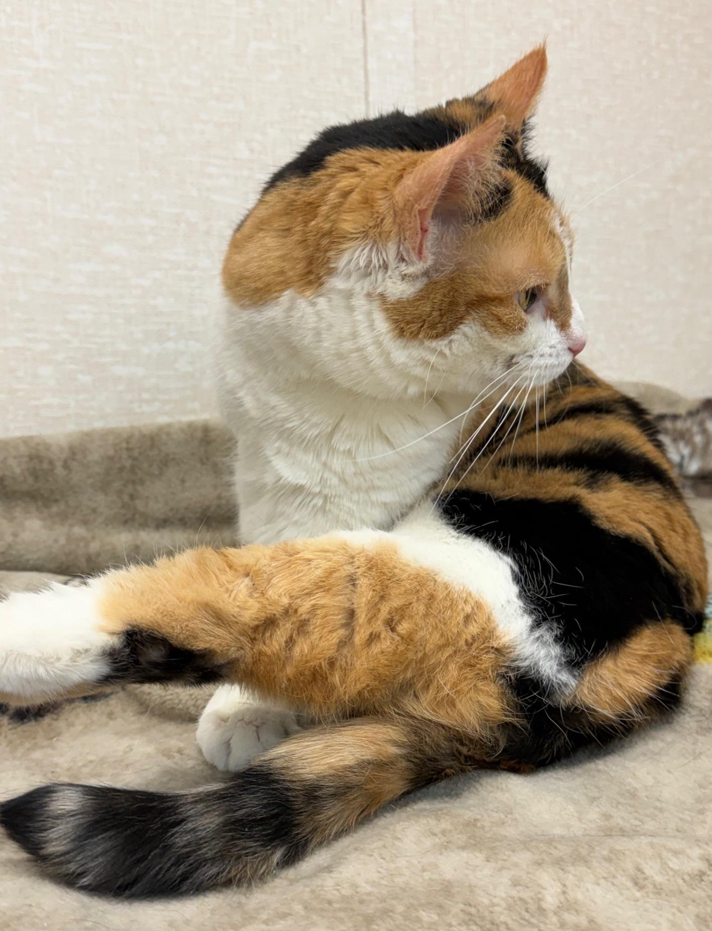 Enlarge Mustang, an adopted Calico in Salem, NH image 4/5