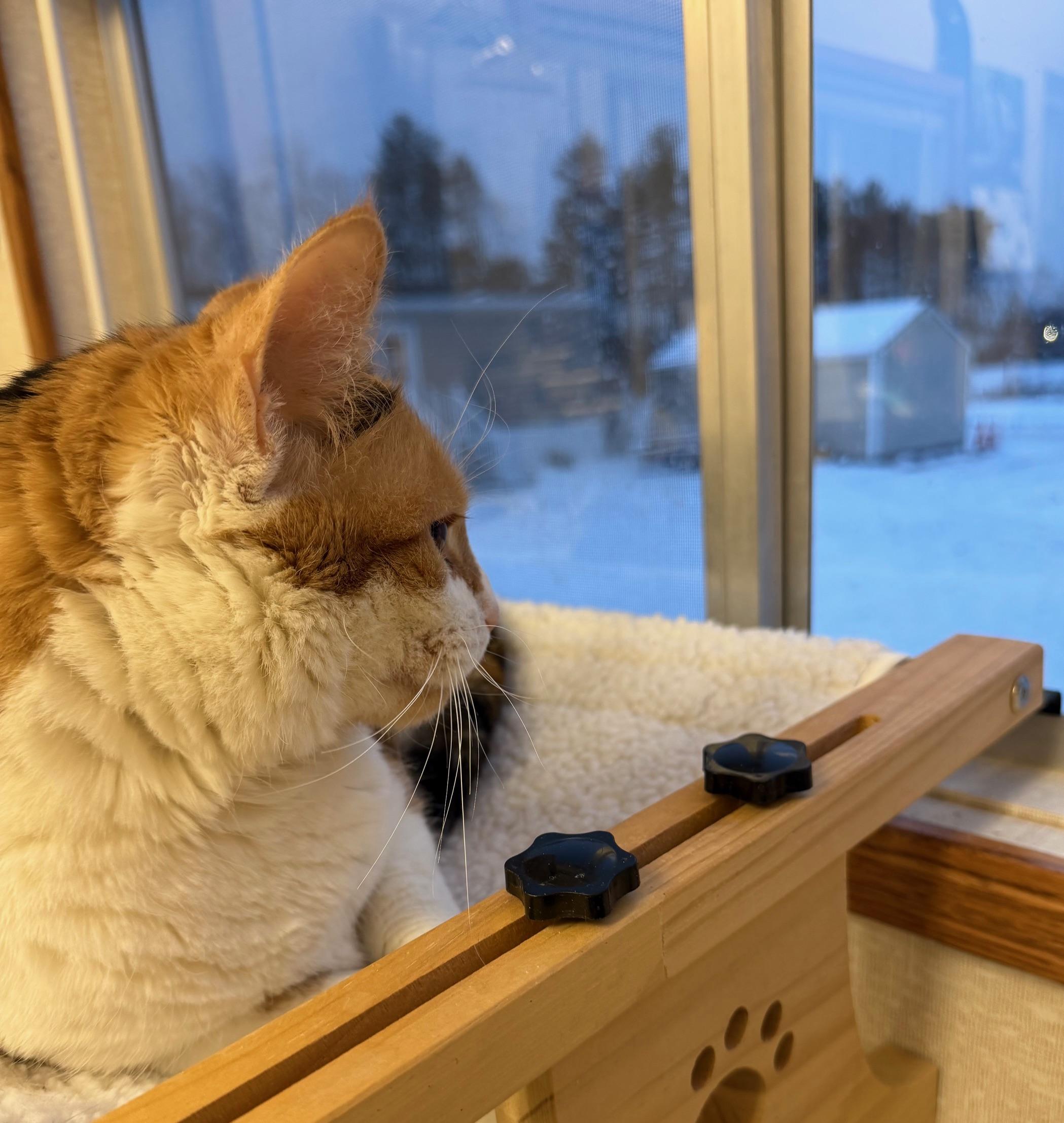 Enlarge Mustang, an adopted Calico in Salem, NH image 1/5