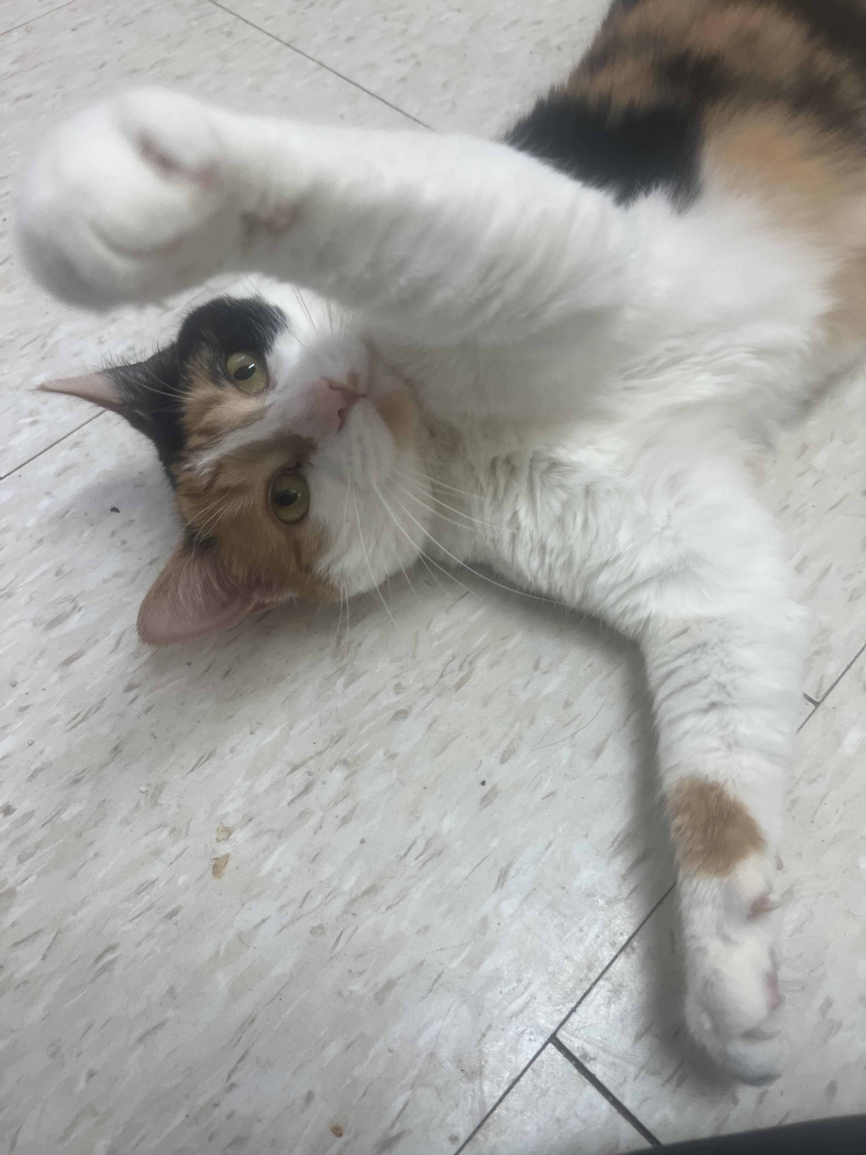 Enlarge Mustang, an adopted Calico in Salem, NH image 3/5