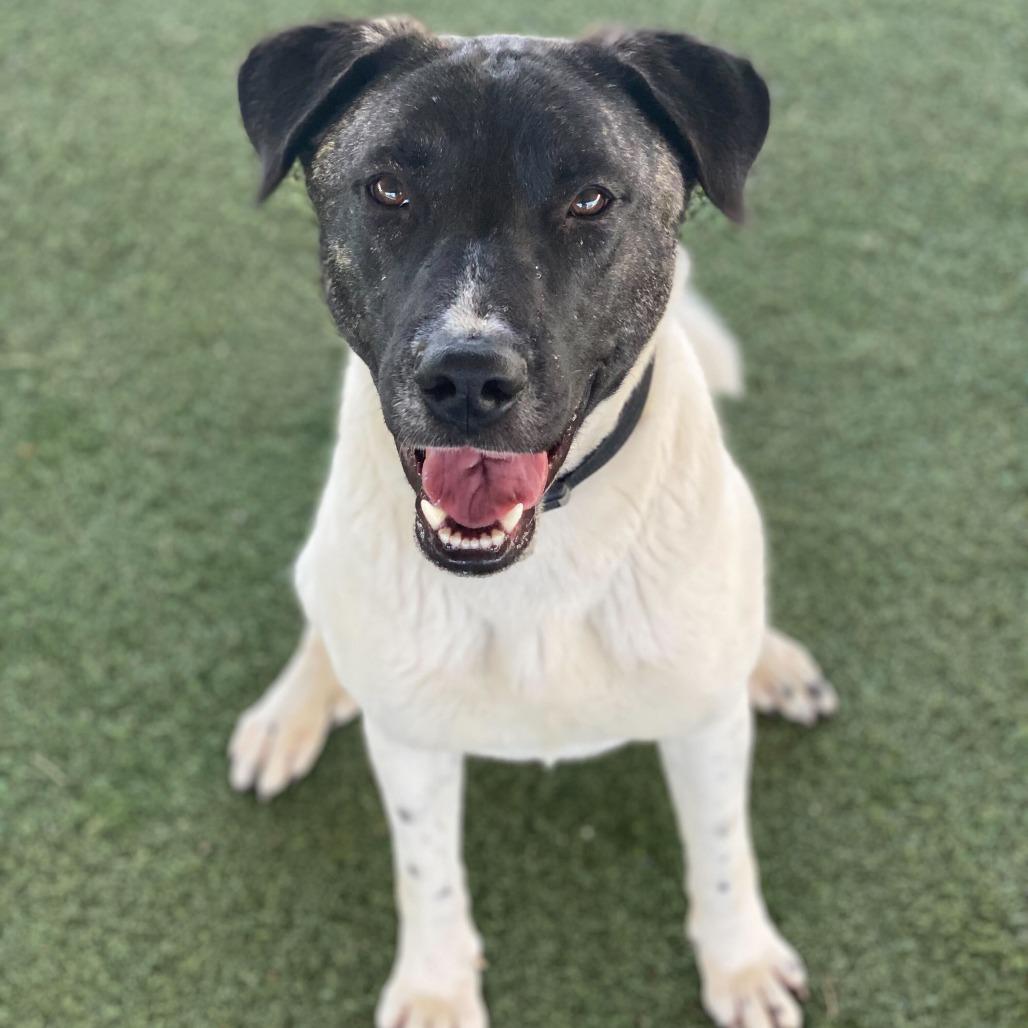 Matcha, Adoptable, Adult Female Akita & Mixed Breed.