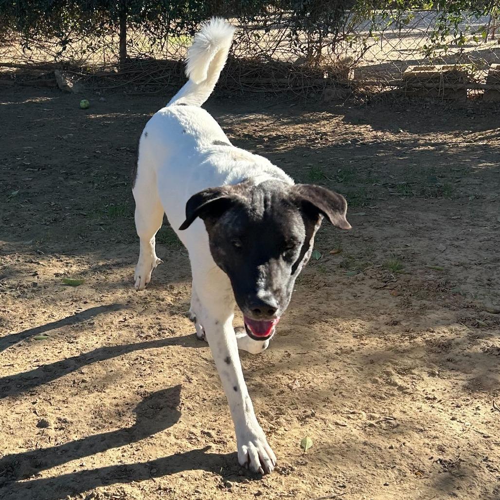 Enlarge Matcha, a Adoptable mixed breed in Riverside, CA image 3/6