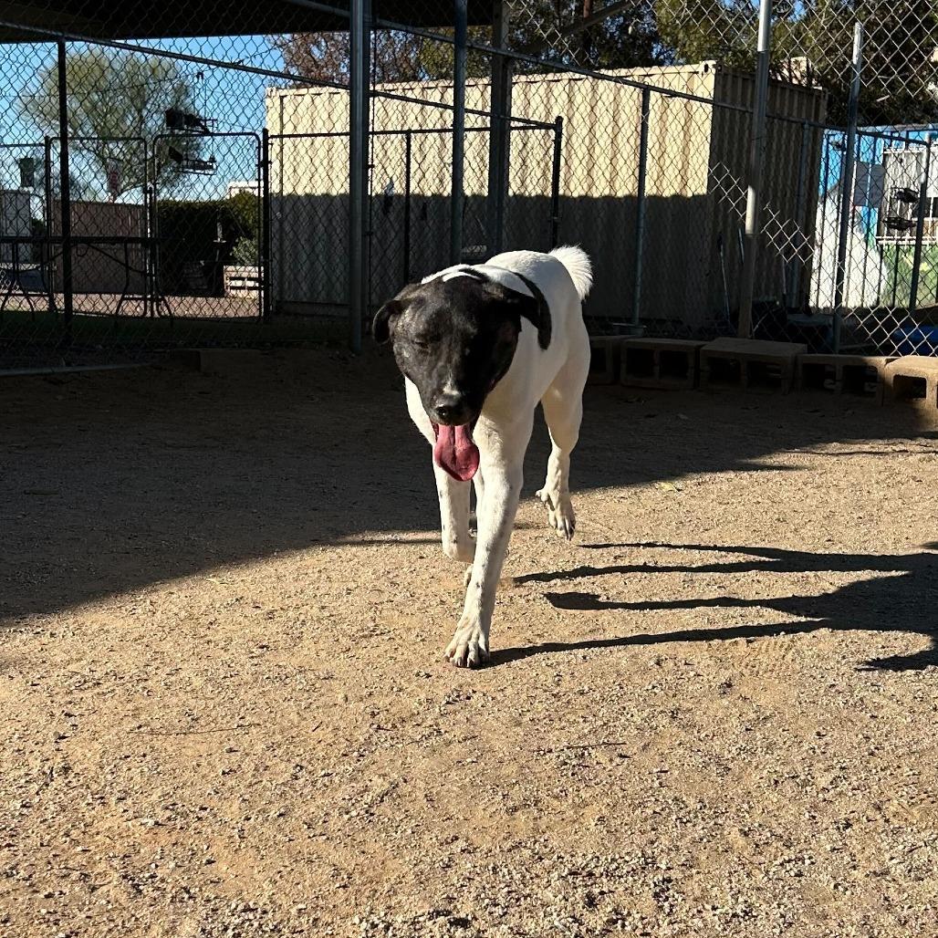 Enlarge Matcha, a Adoptable mixed breed in Riverside, CA image 6/6