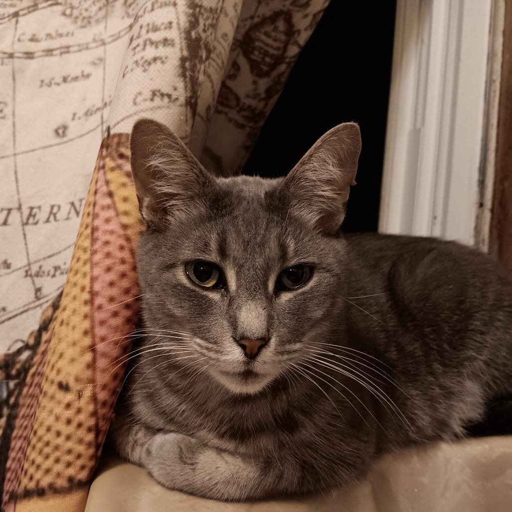 Mama, Adoptable, Adult Female Domestic Short Hair.